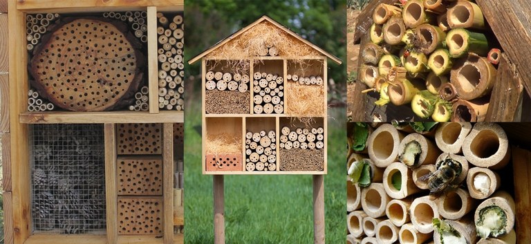 Taller: Abelles i insectes pol·linitzadors