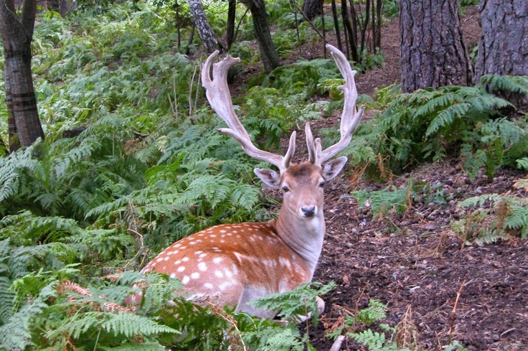 Coneguem la fauna salvatge de Catalunya