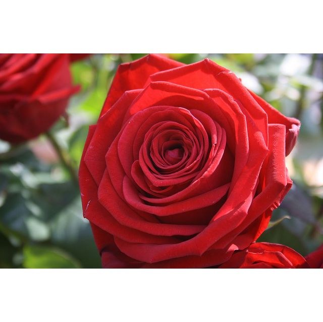 Dia de Sant Jordi - Venda de llibres i roses