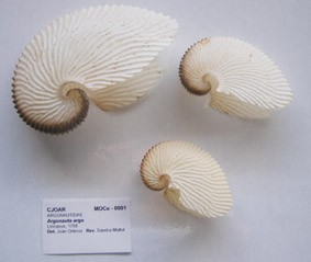 Col·lecció Joan Ortensi