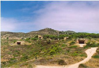 Punta falconera