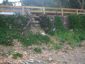 Ungla de lleó a La Pelosa