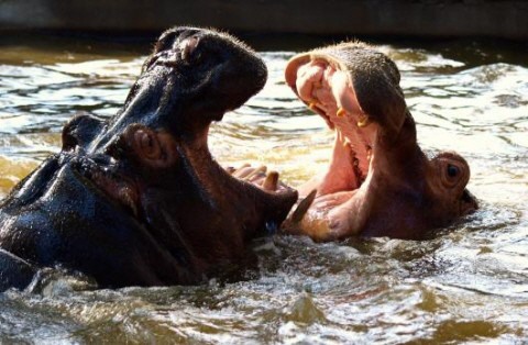 Excursió Zoo Barcelona