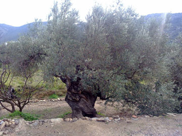 Olivera mil·lenària