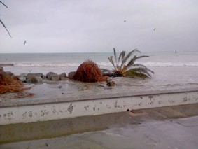Palmera caiguda efectes llevantada