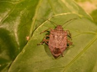 Advertència sobre la possible aparició d’un nou insecte invasor: el bernat marbrejat