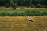 Agricultura confirma la presència d'Influença aviària en aus dels Aiguamolls de l'Empordà