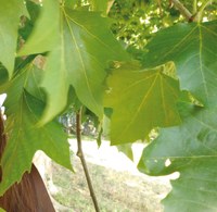 Ca l’Anita acull un taller familiar sobre el Canvi Climàtic dins el cicle Empordoneses 2018