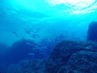 Curs d’estiu i jornada divulgativa oberta al públic sobre Oceans i Salut Humana a Roses