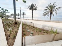Els parterres del passeig Marítim es renoven amb espècies sostenibles i adaptades a l’entorn marí