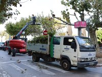 Inici de la campanya de poda d’arbrat urbà per vetllar per la salut dels arbres i foragitar estornells