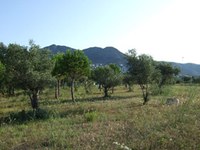 L’Ajuntament de Roses ofereix als veïns del municipi la collita de les oliveres municipals 