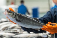 L’Aula Gastronòmica de Roses editarà un receptari de llobarro d’aqüicultura de la Badia de Roses
