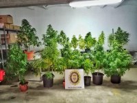 La Policia Local de Roses incauta 22 plantes de marihuana 