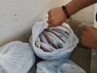 La Policia Local de Roses intensifica la vigilància contra la  venda de peix il·legal