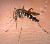 Les pluges fan necessari extremar les mesures contra el mosquit tigre