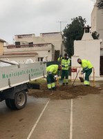 Nova plantació d’arbrat de Rosersa