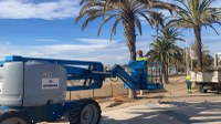 ROSERSA realitza treballs de manteniment a les palmeres del passeig Marítim