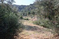 Roses condiciona anualment 680.000 m2 de franges de protecció contra incendis