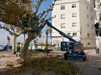 Roses inicia els treballs de poda d’arbrat urbà 