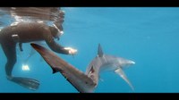 S’estrena “Un silenci blau”, el documental sobre els impactes potencials de l’eòlica marina al Golf de Roses