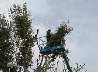 S’inicia la poda d’un miler d’arbres a Roses
