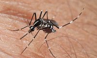 Tercer tractament antilarvari per evitar la cria de mosquits 